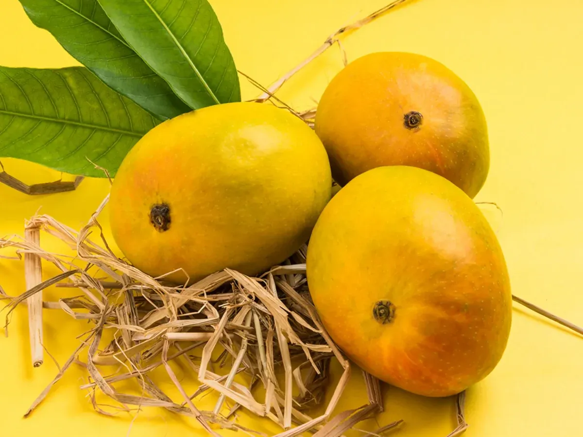 Manohari Mango (મનોહરી કેરી)
